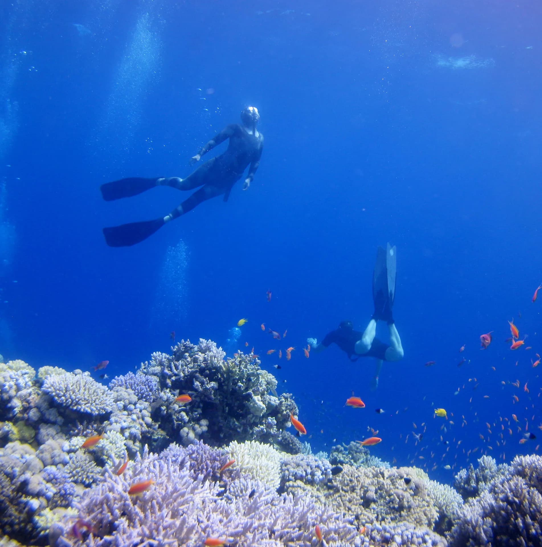 Pole spear and fish on the seafloor
