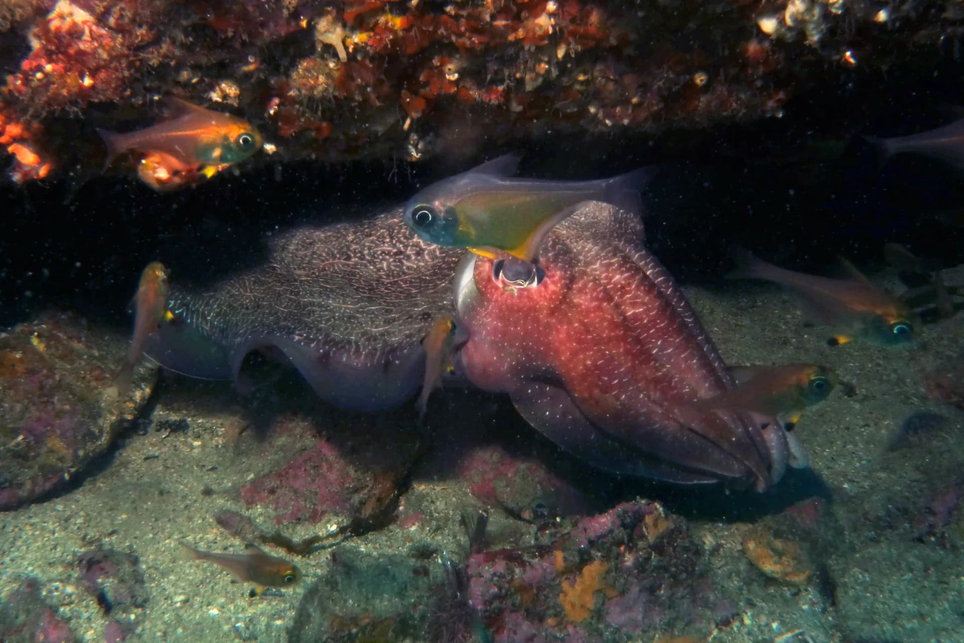 Giant Australian cuttlefish (Sepia apama) in temperate Australian waters