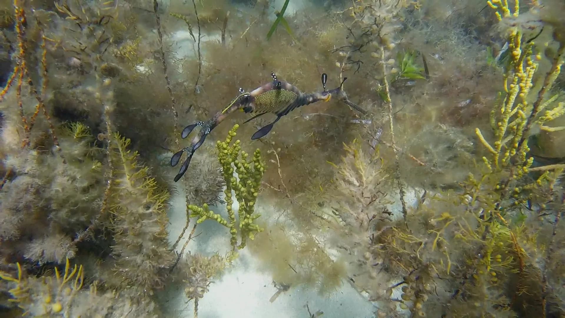Common (weedy) sea dragon Phyllopteryx taeniolatus in Australian waters