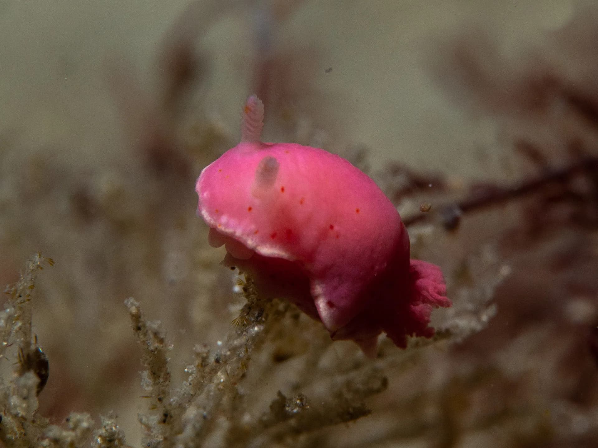 Pink Sponge Verconia haliclona photographed in Port Phillip Bay