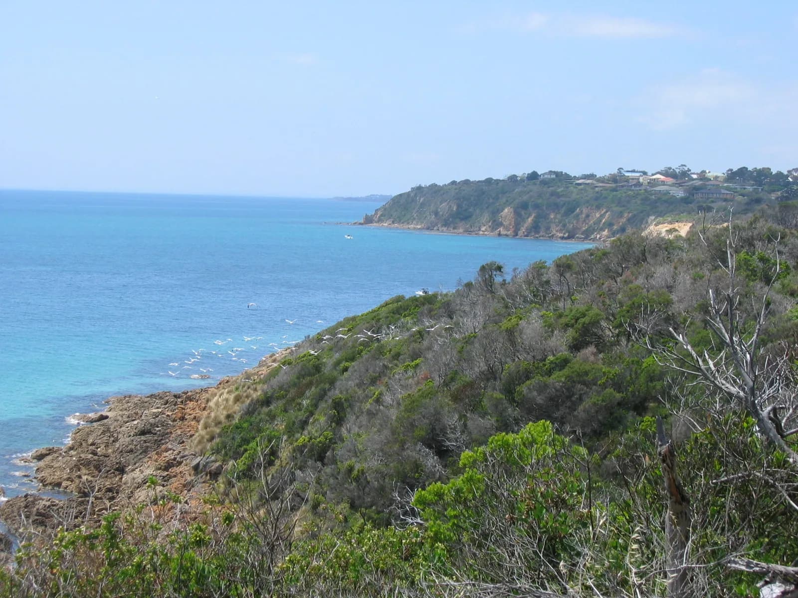 Coastal cliffs and ocean along the Mornington Peninsula, Victoria